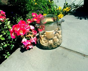 Close-up of potted plant