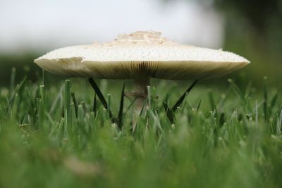 Close-up of mushroom on field