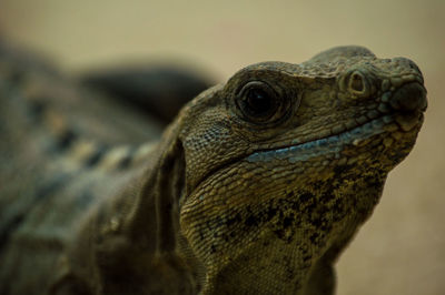 Close-up of lizard