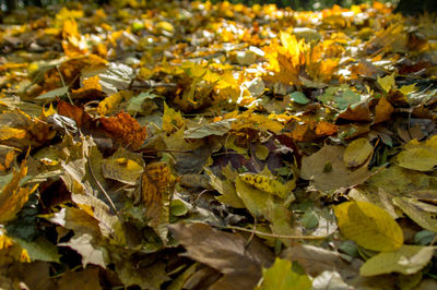 Leaves on yellow leaves