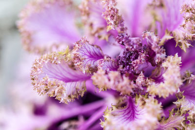 Close-up of pink flowers