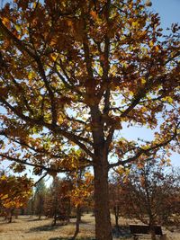 Low angle view of tree against sky during autumn