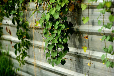 Close-up of ivy growing on wall