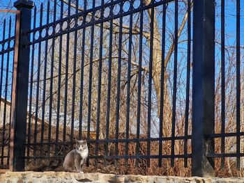 View of a cat behind fence