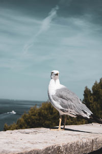 Seagull perching on a beach