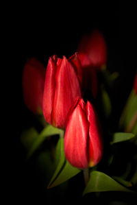 Close-up of red flowers blooming against black background