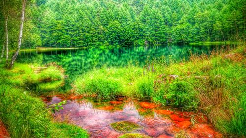 Reflection of trees in lake