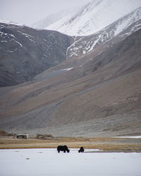 Scenic view of snowcapped mountains during winter