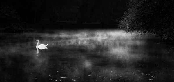 Reflection of trees in water