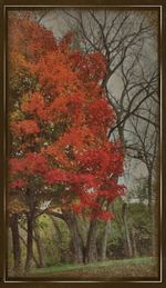 Trees in park