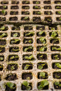 Full frame shot of fresh food on plant