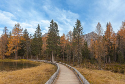 Forest with autumnal colors crossed by a wooden walkway near a dolomite lake