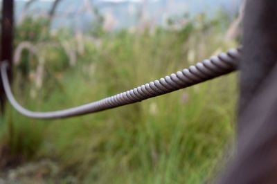Close-up of grass