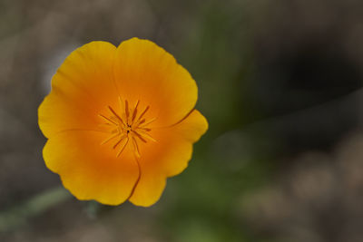 Close-up of yellow flowering plant