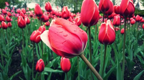 Close-up of red tulip flowers on field