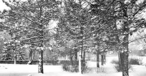 Trees on snow covered land