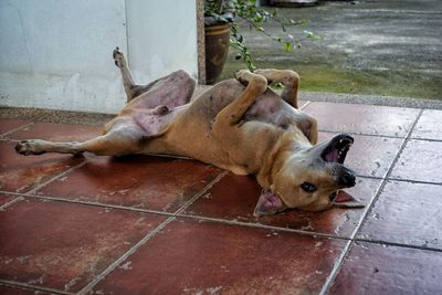 High angle view of dog sleeping on floor