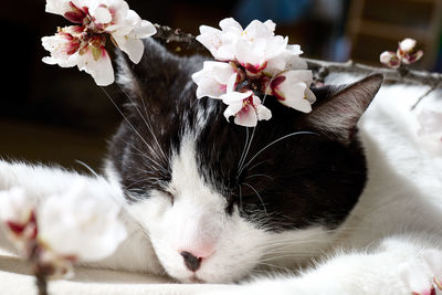 Close-up of cat with white flowers