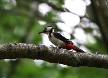 Close-up of bird perching on branch