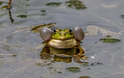 Close-up of frog swimming in lake