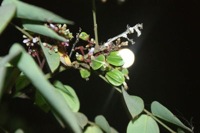 Close-up of insect on plant