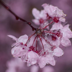 Cherry blossoms in bariloche