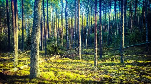 Trees in forest