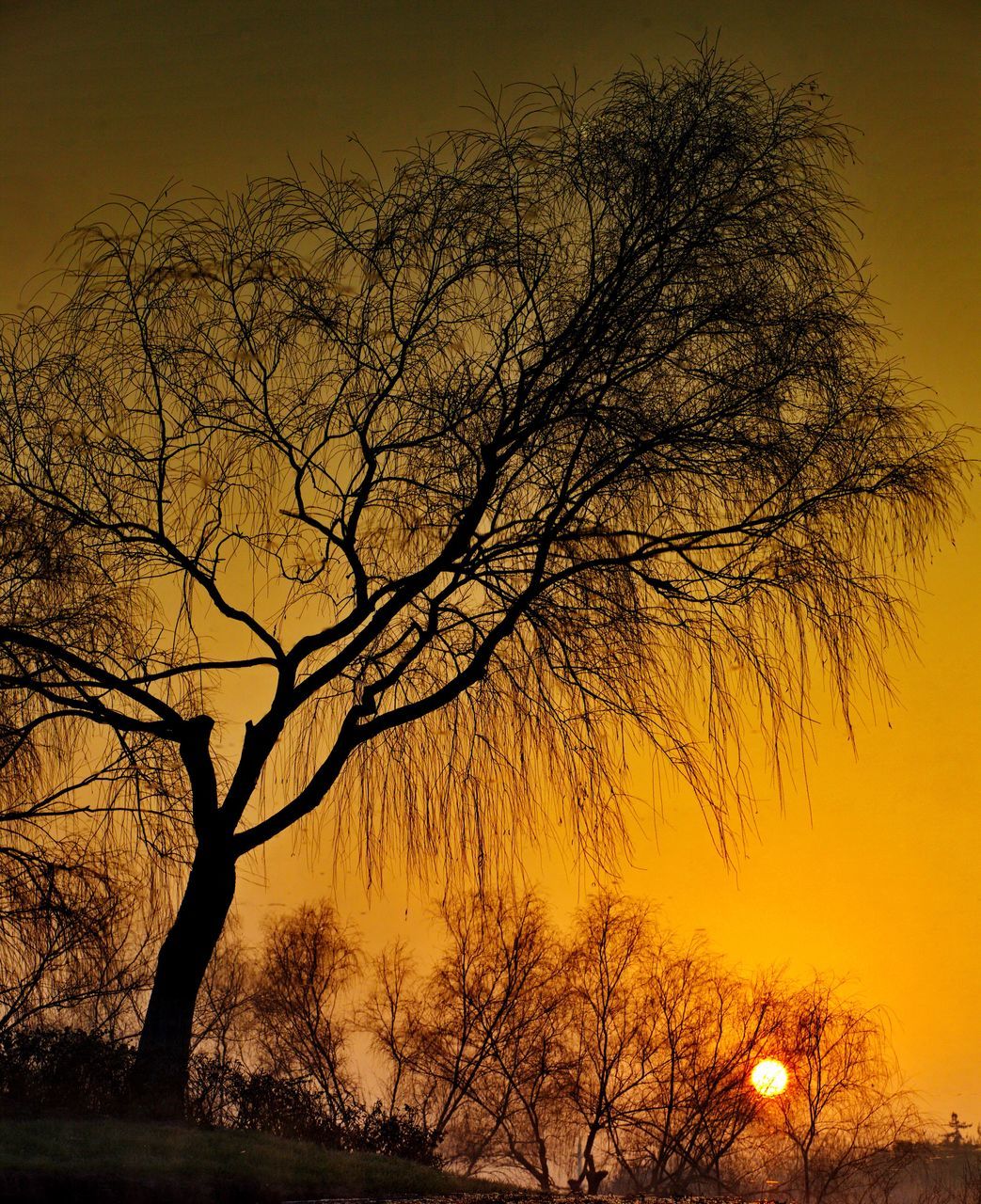 sunset, bare tree, silhouette, tree, branch, orange color, tranquility, beauty in nature, scenics, nature, tranquil scene, sky, idyllic, low angle view, growth, outdoors, no people, tree trunk, yellow, sun