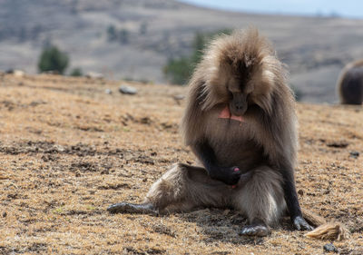 Baboon tuching genitals