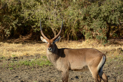 Portrait of deer standing on field