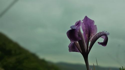 Close-up of purple flower blooming outdoors