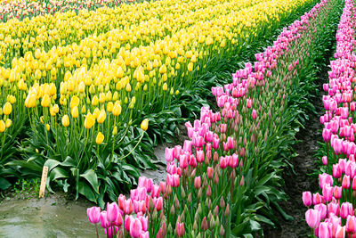 Scenic view of purple tulip flowers on field