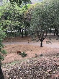 Trees on landscape in forest