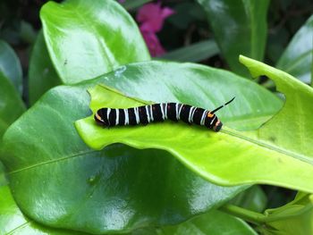 Close-up of insect on leaf