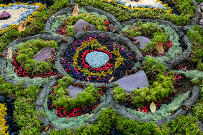 High angle view of flowering plants in garden