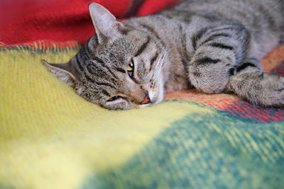 Cute tabby cat laying on the sofa, calm and relaxed happy cat. adult pet. half closed eyes.