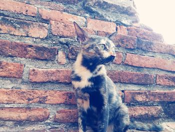 Cat looking at brick wall