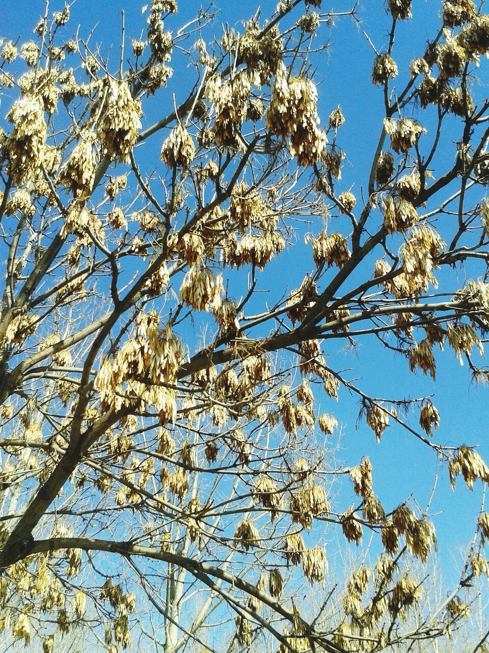 flower, branch, low angle view, tree, freshness, growth, blossom, beauty in nature, fragility, cherry blossom, clear sky, nature, blue, cherry tree, sky, blooming, in bloom, springtime, day, fruit tree