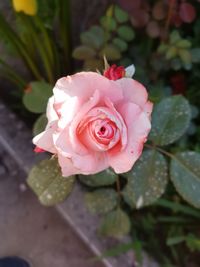 Close-up of pink rose blooming outdoors