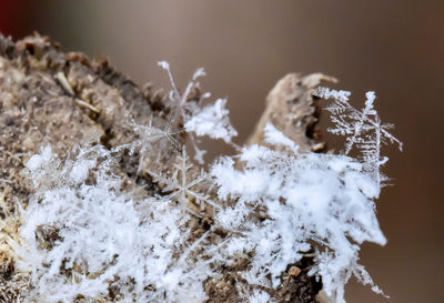 Close-up of snowflakes on snow