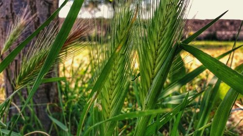 Close-up of wheat growing on field