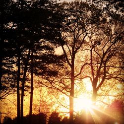 Sunlight streaming through silhouette trees in forest during sunset