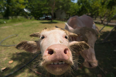 Close-up portrait of cow