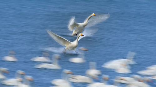 Seagull flying over sea