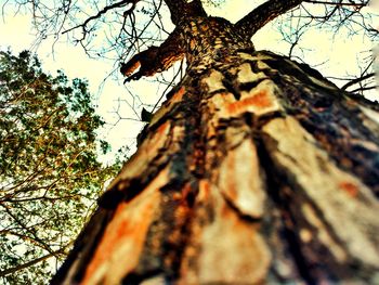 Low angle view of tree trunk