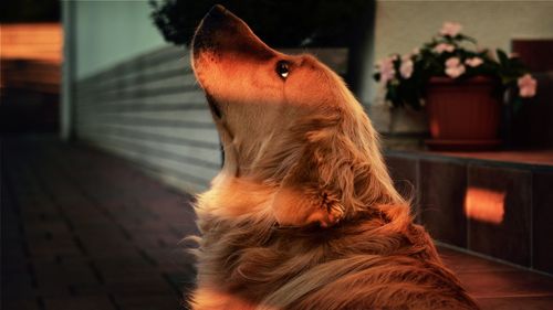 Close-up of dog at home