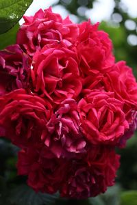 Close-up of red flowers blooming outdoors