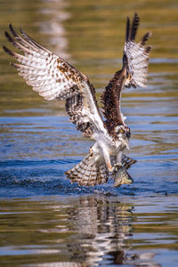 Osprey hunting fish over rippled lake