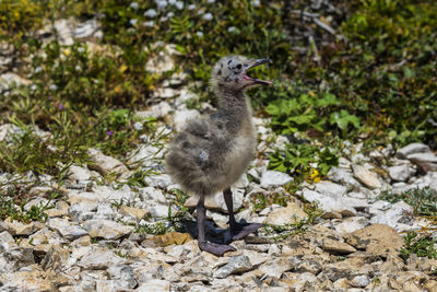 Bird perching on a field