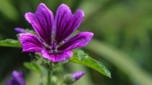 Close-up of purple flower